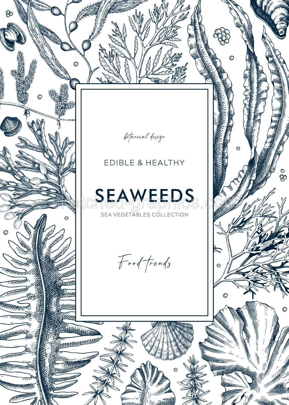 Hand-drawn edible seaweeds frame design. Sea algae in sketch style. Vector illustration with kelp, wakame, kombu, and hijiki drawings. Healthy food ingredients banner for Asian cuisine menu. Illustration